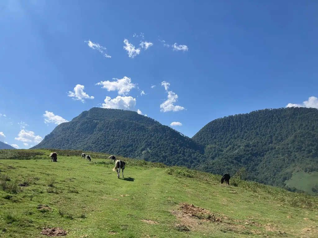 Troupeau dans un pâturage au pied des montagnes