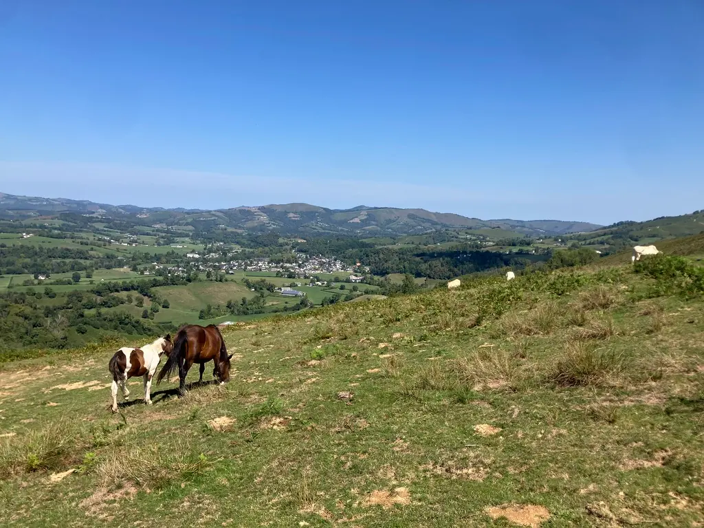 Chevaux dans les pâturages, village au loin