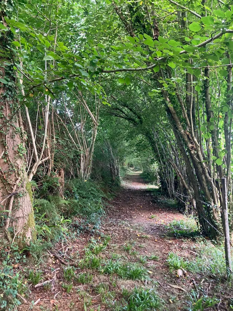Chemin creux sous les arbres