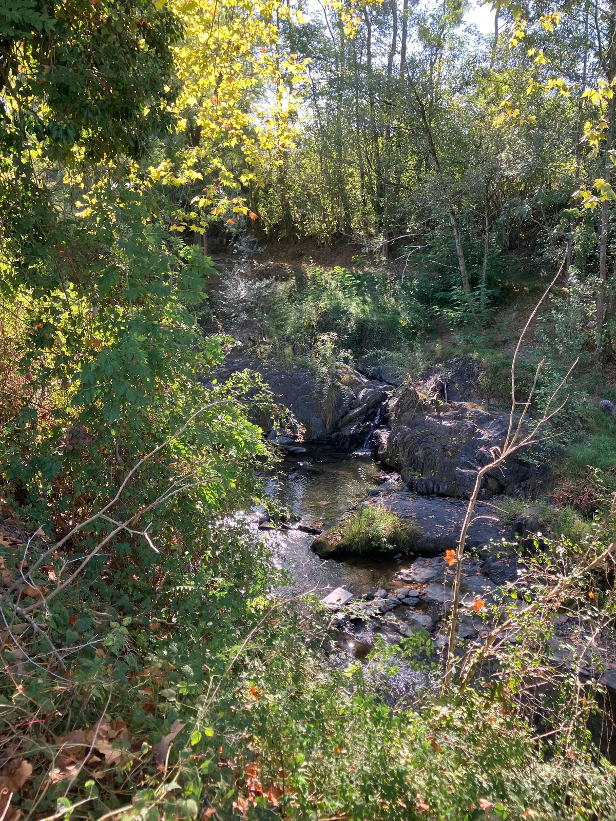 Ruisseau entre les rochers, sous les arbres