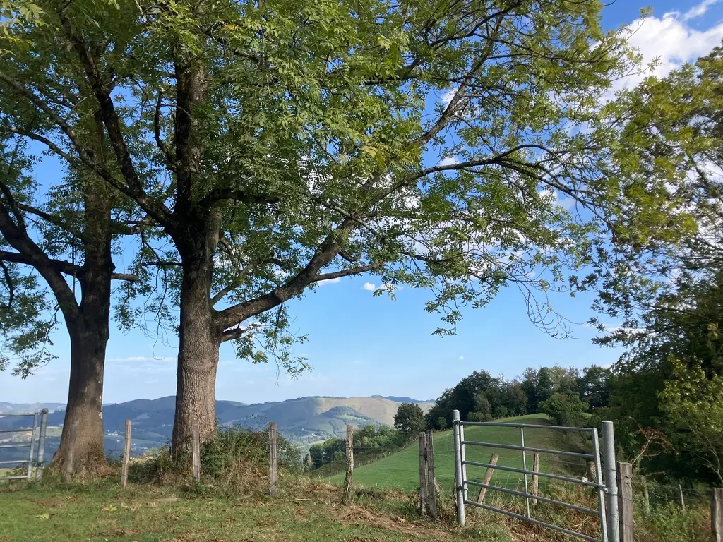 Chênes au bord d'une prairie, montagnes au loin