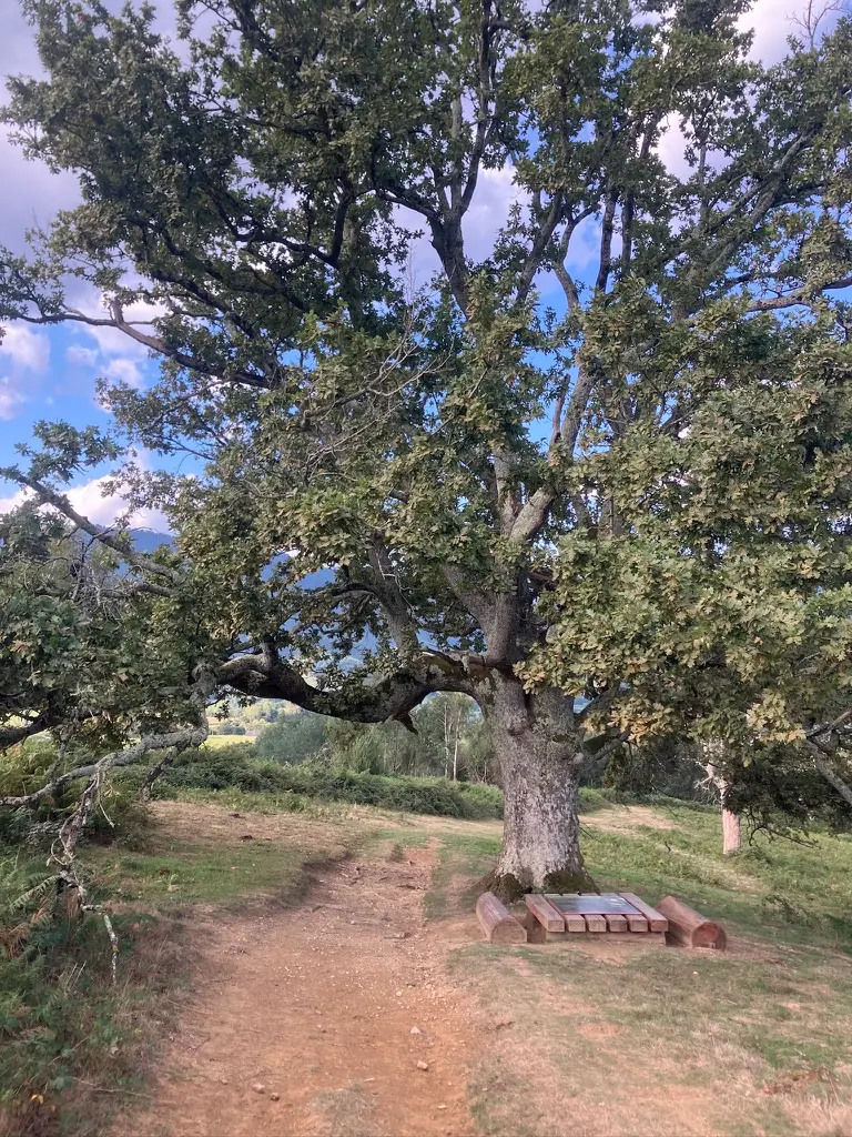 Vieux chêne au bord du chemin