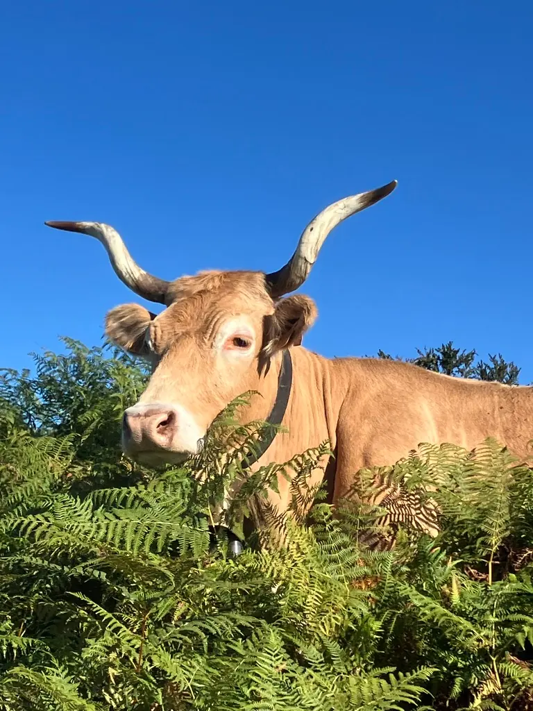 Vache aux longues cornes dans les fougères