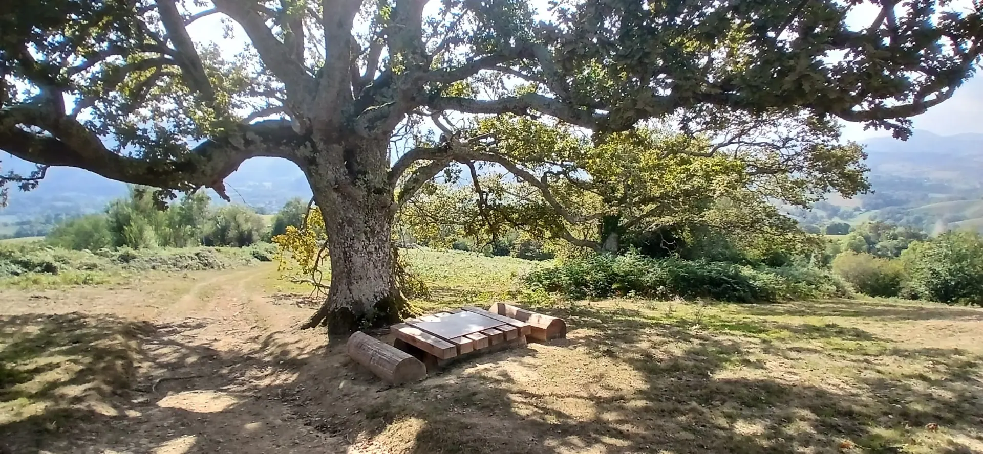 Chêne remarquable sur un replat, panorama sur la vallée