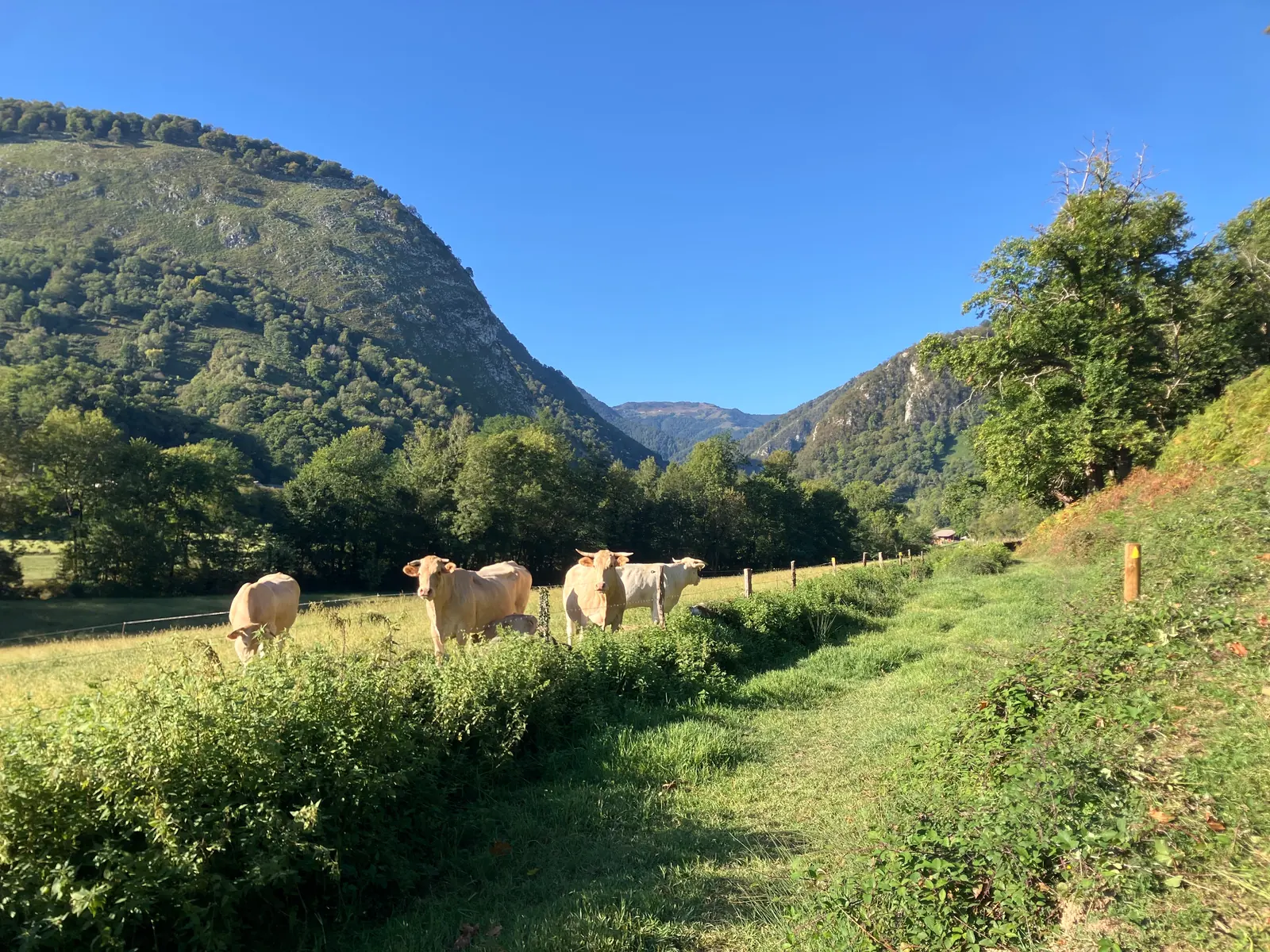 Vaches dans une prairie au pied des montagnes