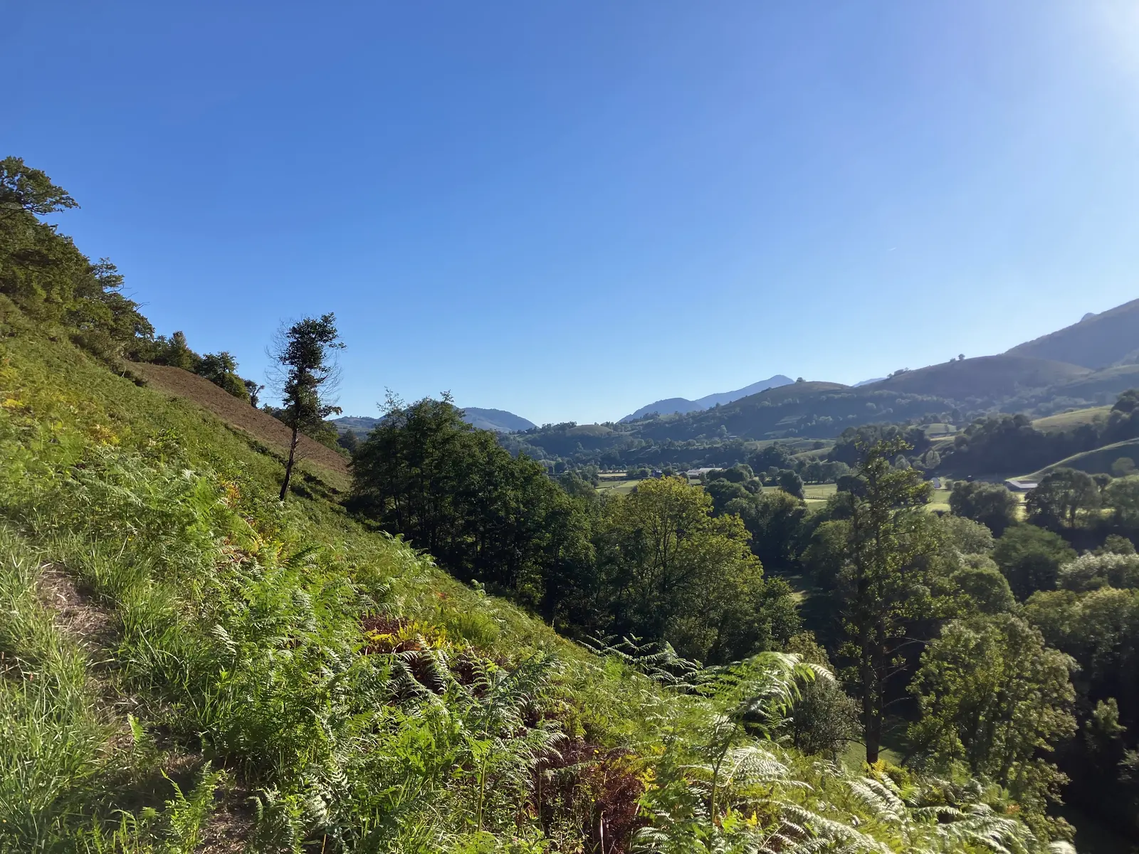 Coteau boisé et vue sur la vallée de Barétous